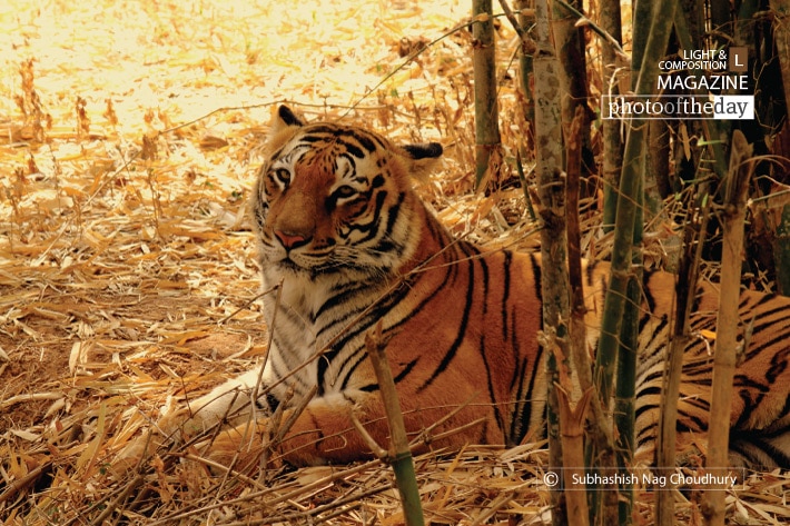 The Royal Look, by Subhashish Nag Choudhury