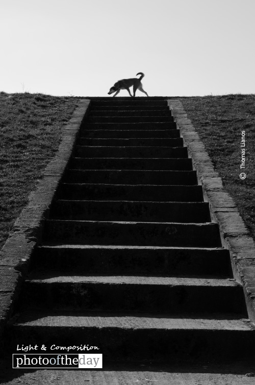 Dog on Top of Stairs, by Thomas Lianos