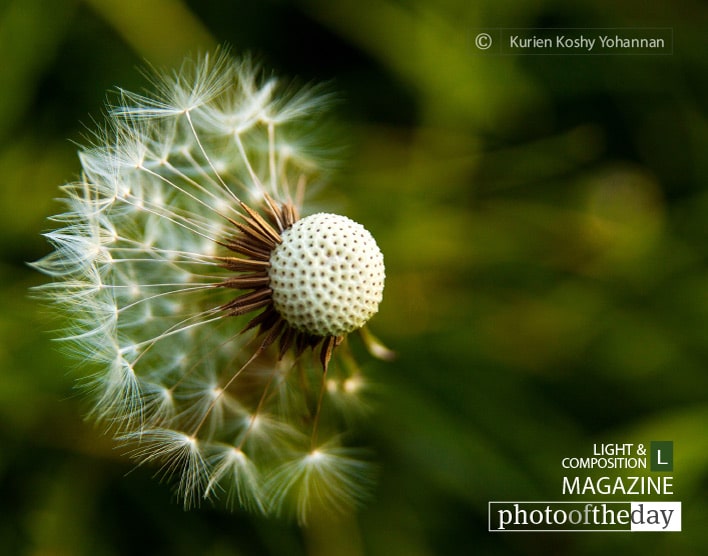 Dispersion, by Kurien Koshy Yohannan