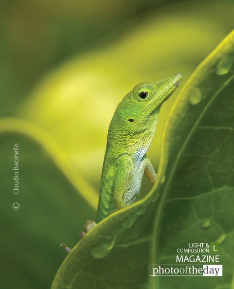 Hispaniolan Green Anole, by Claudio Bacinello