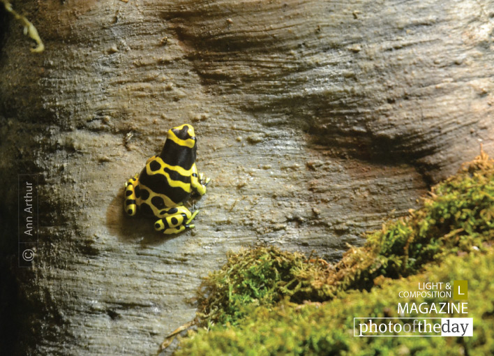 Yellow-banded Poison Dart, by Ann Arthur