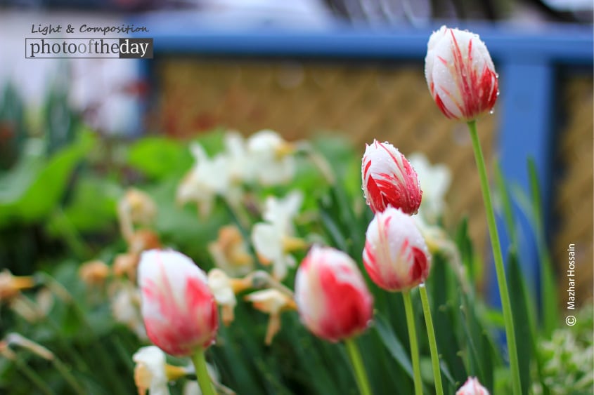 Red and White, by Mazhar Hossain