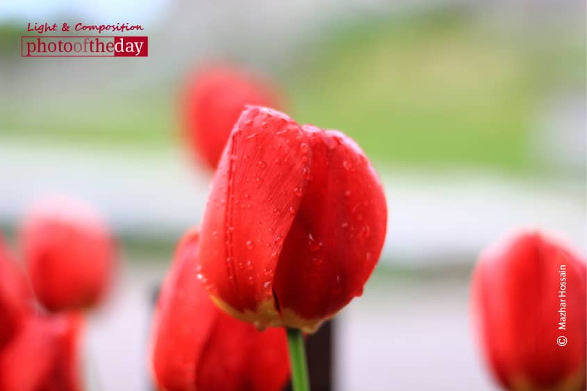 Red Blossoms, by Mazhar Hossain