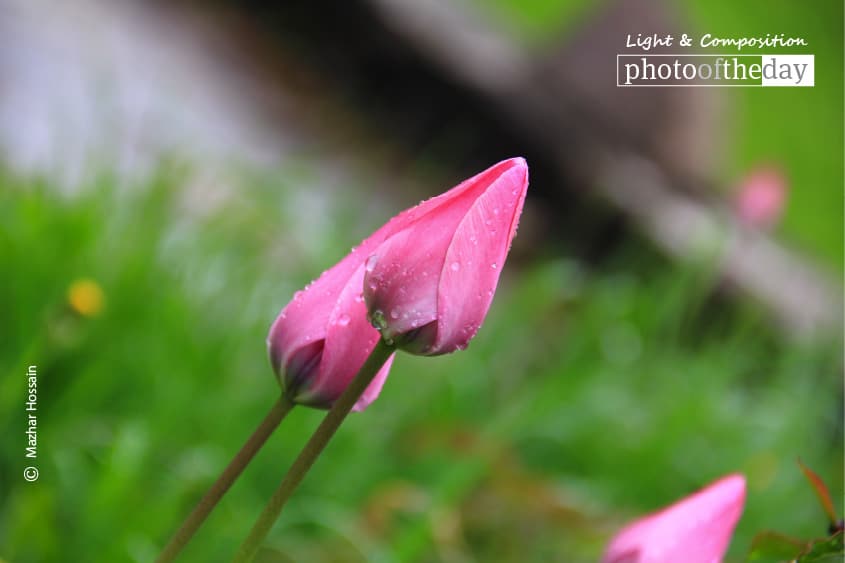 Tulips in Pink, by Mazhar Hossain