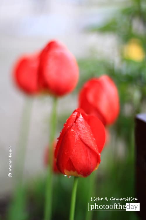 Red Tulips, by Mazhar Hossain