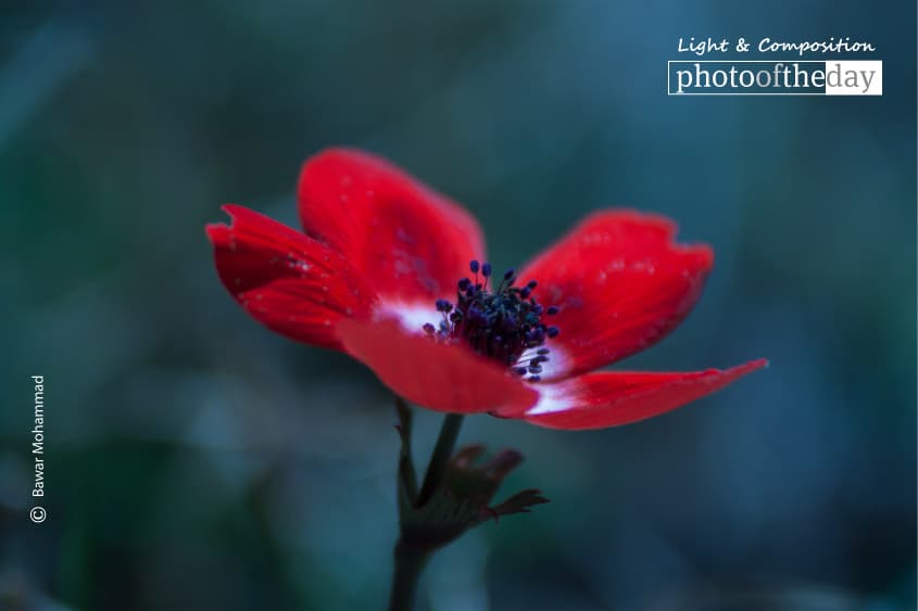 The Papaver Flower, by Bawar Mohammad