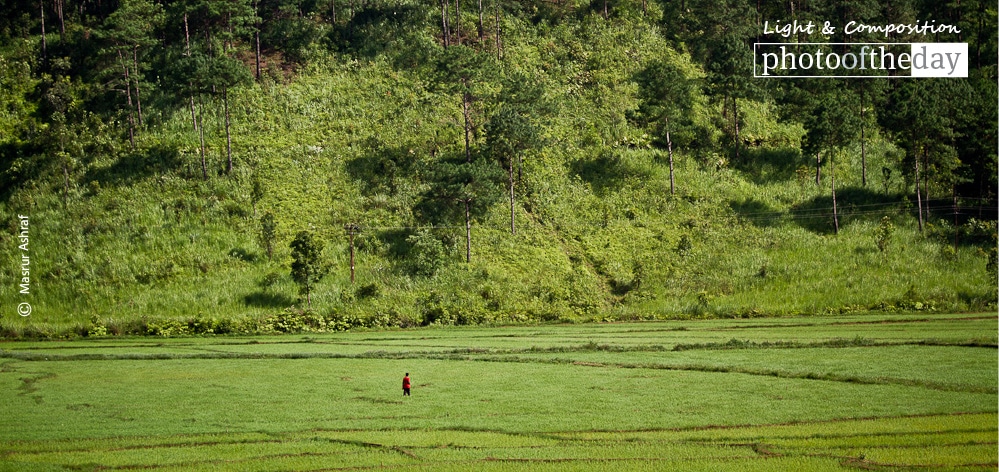 Fields of Green, by Masrur Ashraf