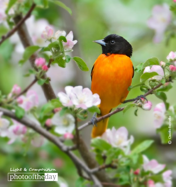 Oriole and Apple Blossoms, by Claudio Bacinello