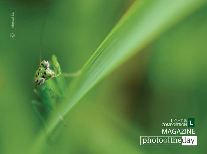 Mantis Eye, by Ahmad Jaa