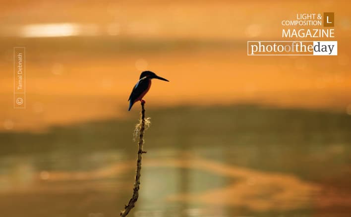 Into The Orange Sea, by Tamal Debnath