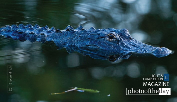 Florida Gator, by Steve Hirsch