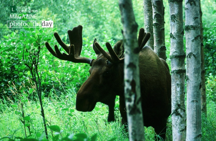 Bull Moose, by Ronnie Glover