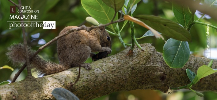 Irrawaddy Squirrel, by Masudur Rahman