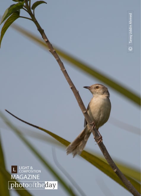 The Plain Prinia, by Tareq Uddin Ahmed