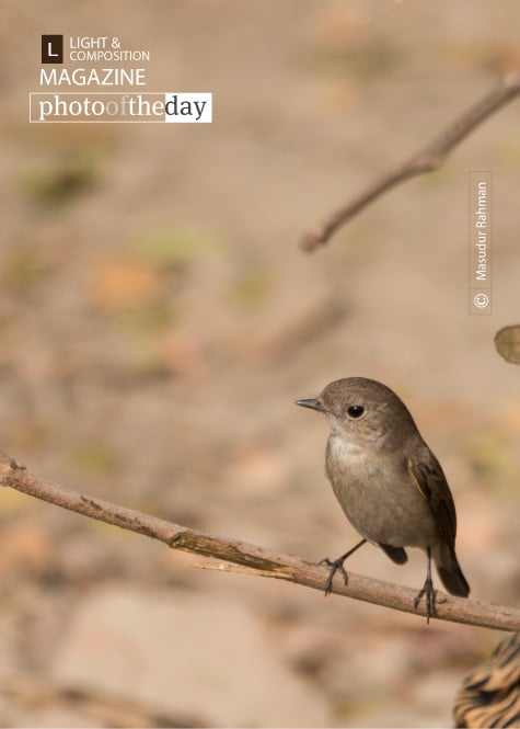 The Taiga Flycatcher, by Masudur Rahman