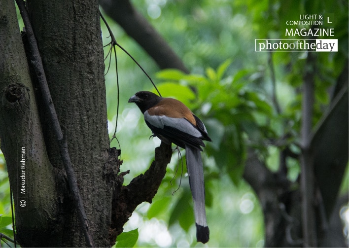 The Rufous Treepie, by Masudur Rahman