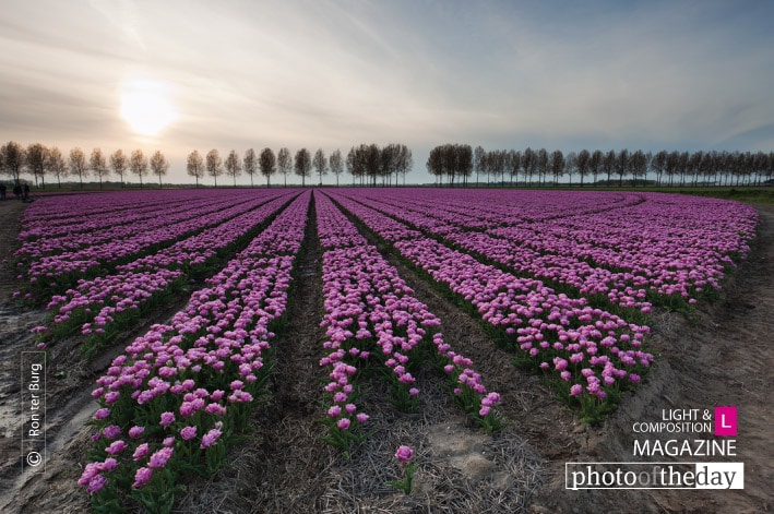 Tulips at Sunset, by Ron ter Burg