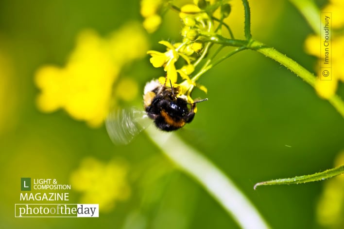 Busy Bee, by Imran Choudhury