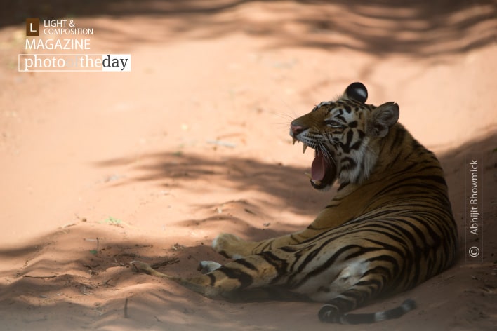 The Royals of Bandhavgarh, by Abhijit Bhowmick