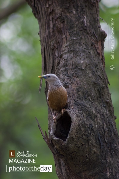 Starling's Nest, by Rahat Azim Chowdhury