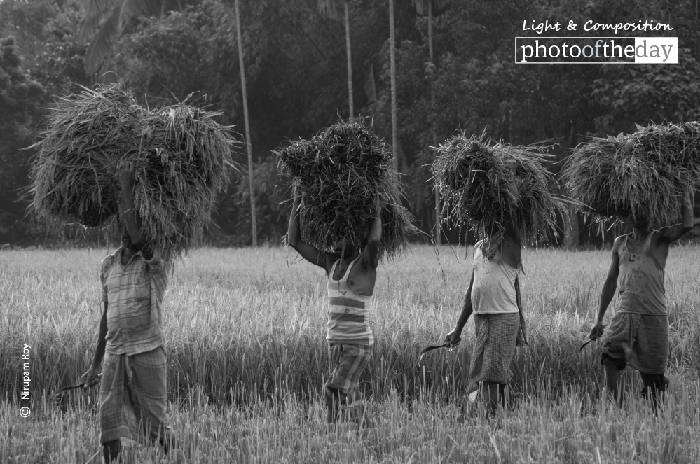 Time to Harvest, by Nirupam Roy