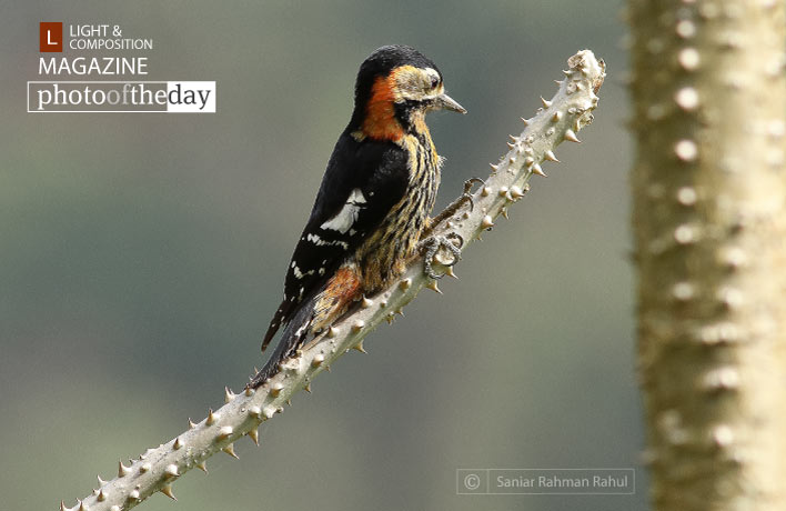 Crimson Breasted Woodpecker, by Saniar Rahman Rahul