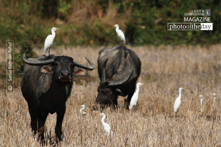 Cattle Egret and Buffalo, by Saniar Rahman Rahul