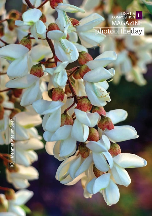 Acacia Blossom from Diyarbakir, by Mehmet Masum