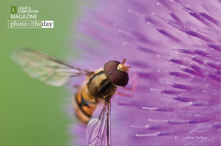 A fly on a Flower, by Lothar Seifert