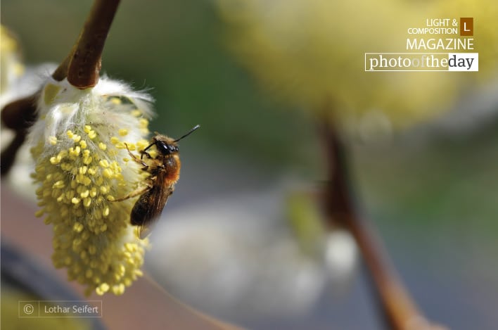 Willow Catkins, by Lothar Seifert