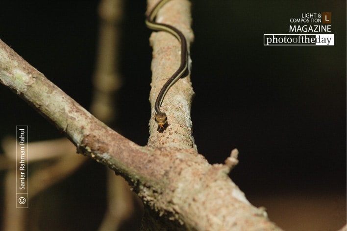 The Snake on the Branch, by Saniar Rahman Rahul