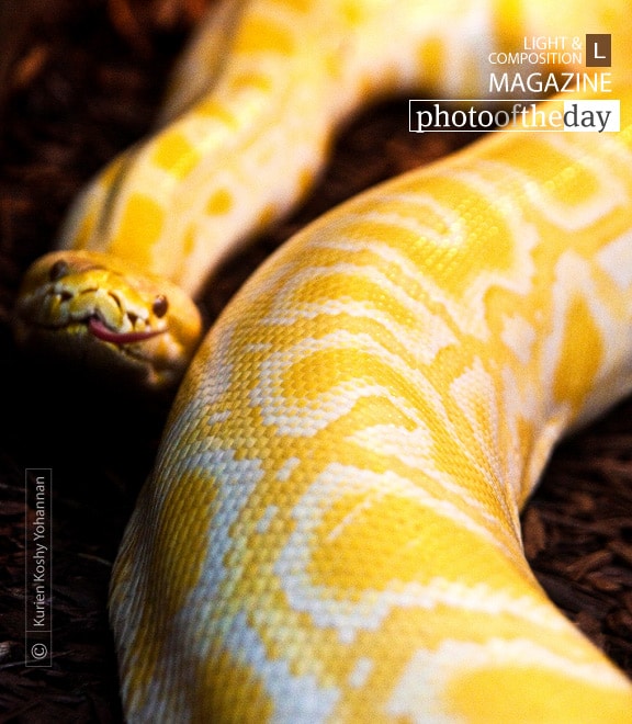 Albino Python, by Kurien Koshy Yohannan