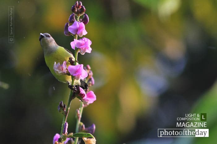 Purple Rumped Sunbird, by Saniar Rahman Rahul