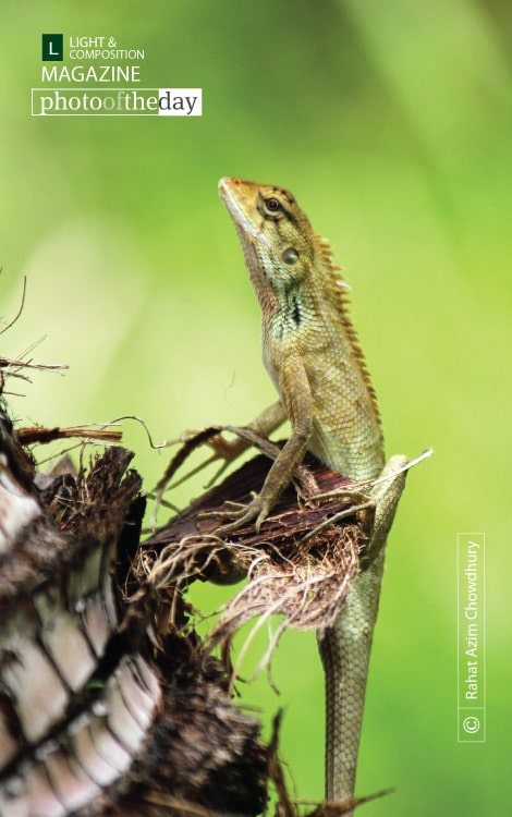 Identifying Lizard, by Rahat Azim Chowdhury