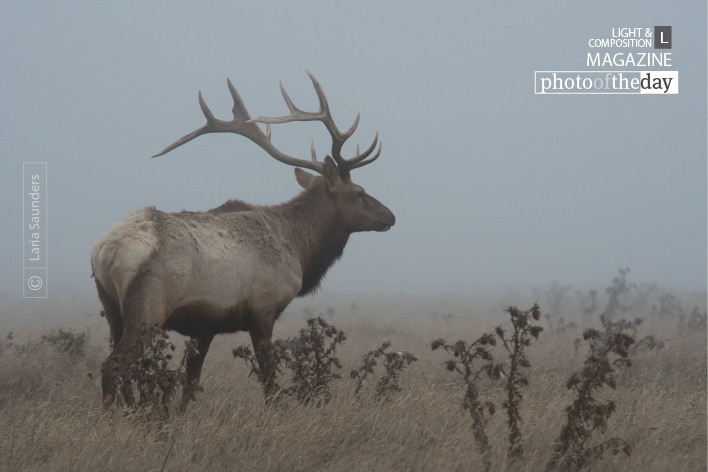 Point Reyes Elk, by Laria Saunders