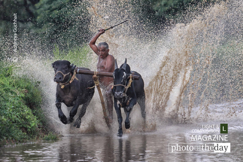 Kambala at Pallakad, by Achintya Guchhait