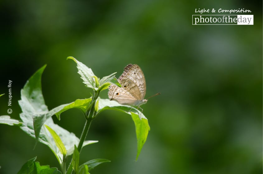 Enjoying Soft Light, by Nirupam Royy