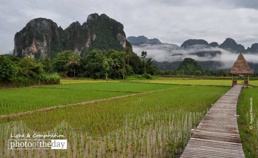 A Path across the Rice Field, by Ryszard Wierzbicki