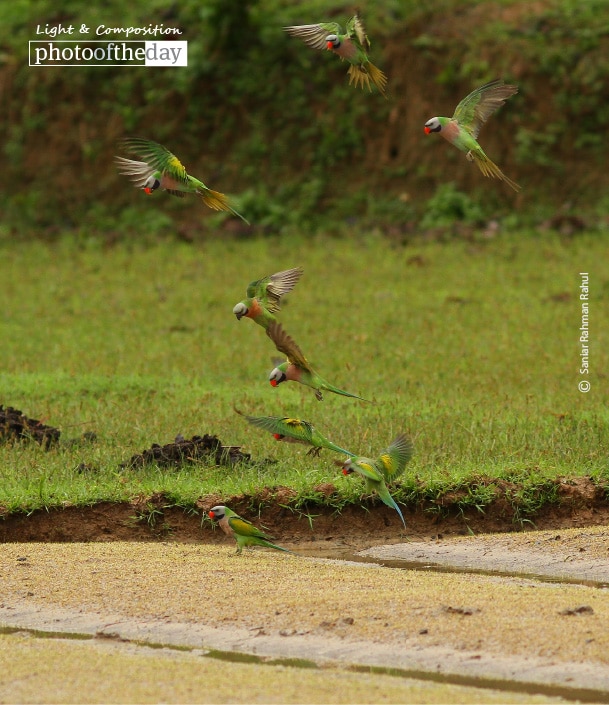 Red-breasted Parakeet, by Saniar Rahman Rahul