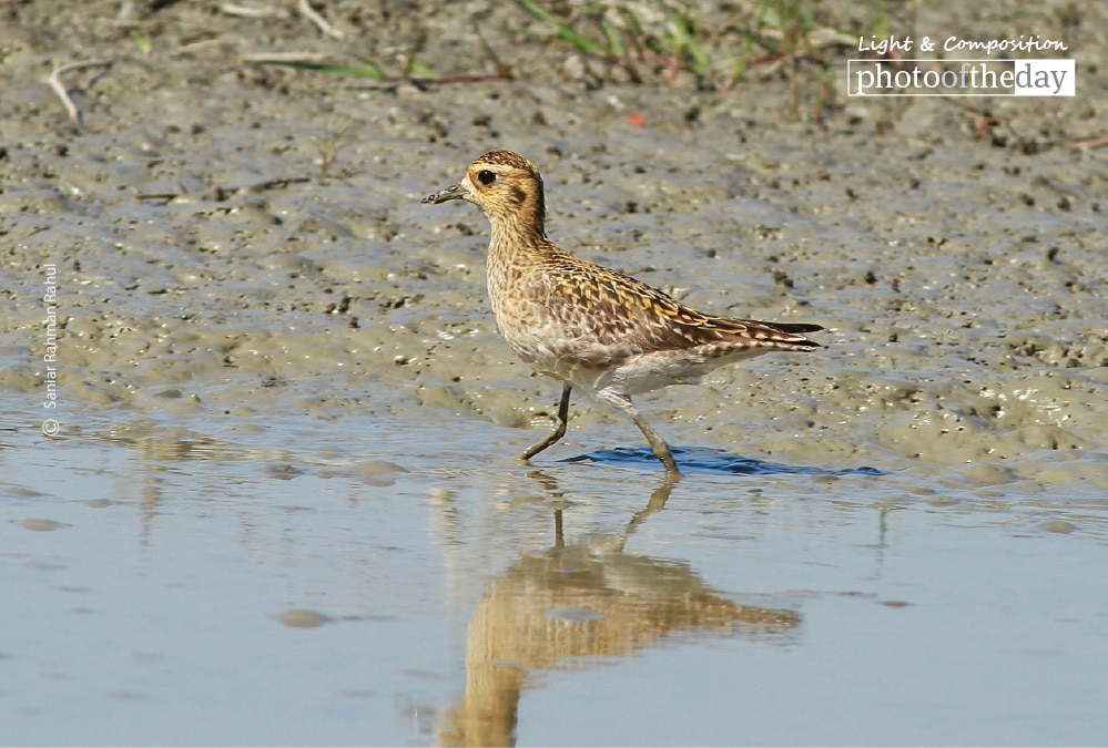 Pacific Golden Plover, by Saniar Rahman Rahul