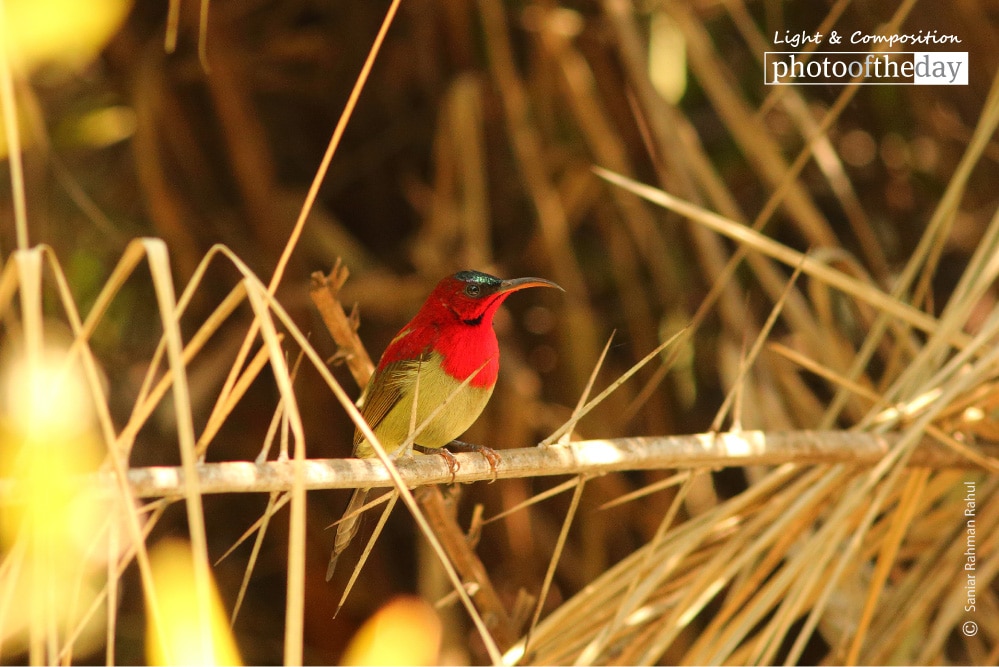 Crimson Sunbird, by Saniar Rahman Rahul