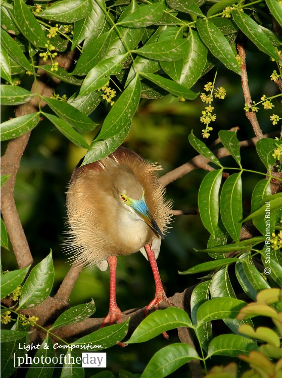 Pond Heron, by Saniar Rahman Rahul