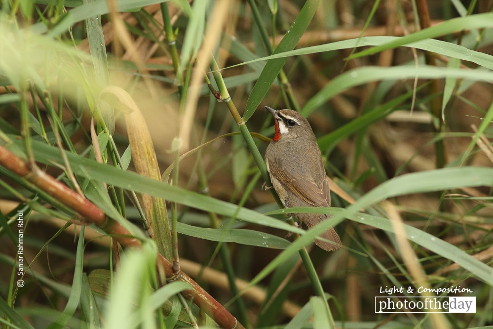 Siberian Rubythroat, by Saniar Rahman Rahul