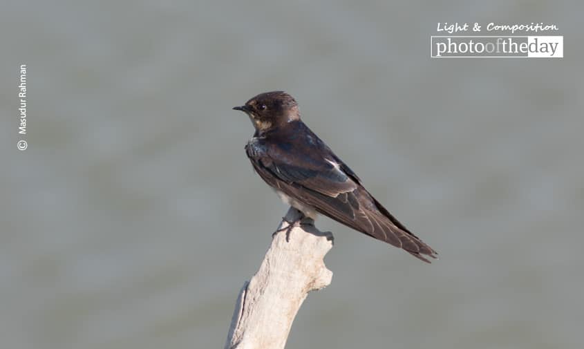 The Barn Swallow, by Masudur Rahman