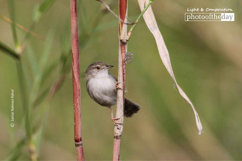 Graceful Prinia, by Saniar Rahman Rahul