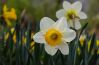 Daffodils - A Symbol of New Beginnings by Ashu Chawla