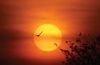 Touching the Sun, by Vaibhav Choudhary