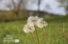 The Dandelions, by Mazhar Hossain