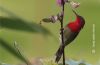 Crimson Sunbird, by Tareq Uddin Ahmed