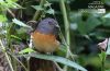 The White-rumped Shama, by Tareq Uddin Ahmed